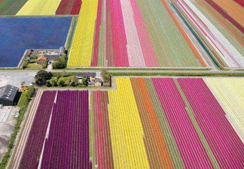 dutch tulip farms