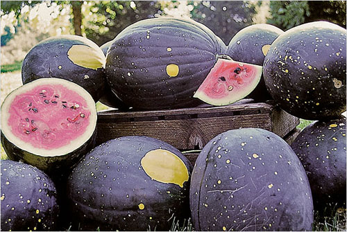 heirloom watermelons