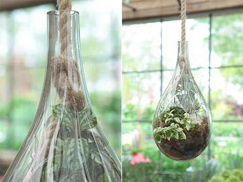 Hanging Drop Terrarium