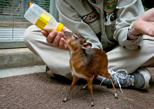 royal antelope