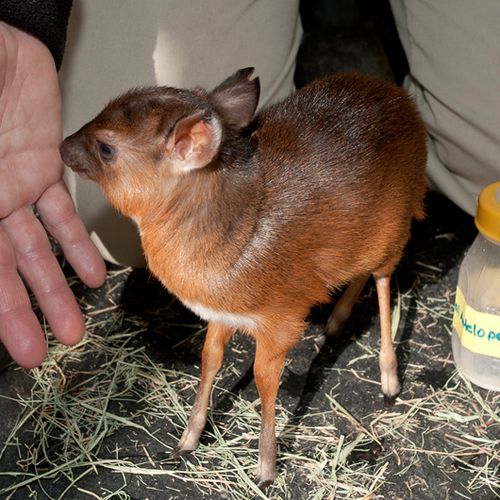 Royal Antelope Calf