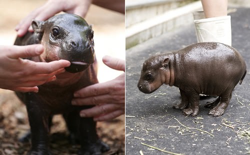Baby Pygmy Hippo