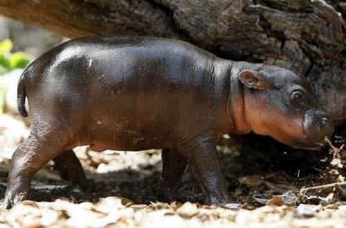 Baby Pygmy Hippo