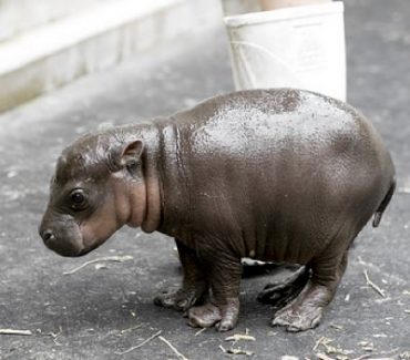 Baby Pygmy Hippo