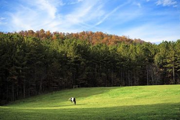 our horse chief in the back pasture