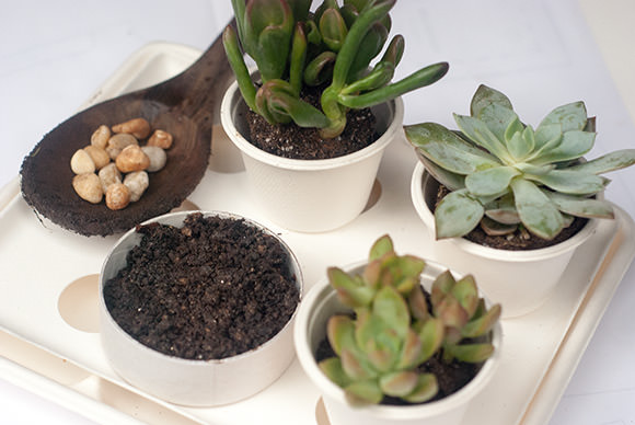 Super Succulents Your Kids Can Grow