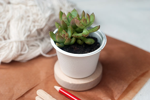 Super Succulents Your Kids Can Grow
