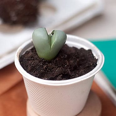 Super Succulents Your Kids Can Grow