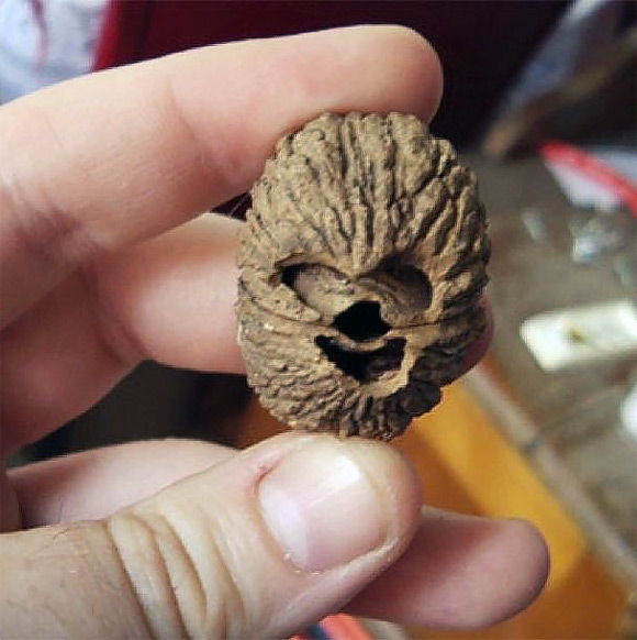walnut of the week - chewbacca!