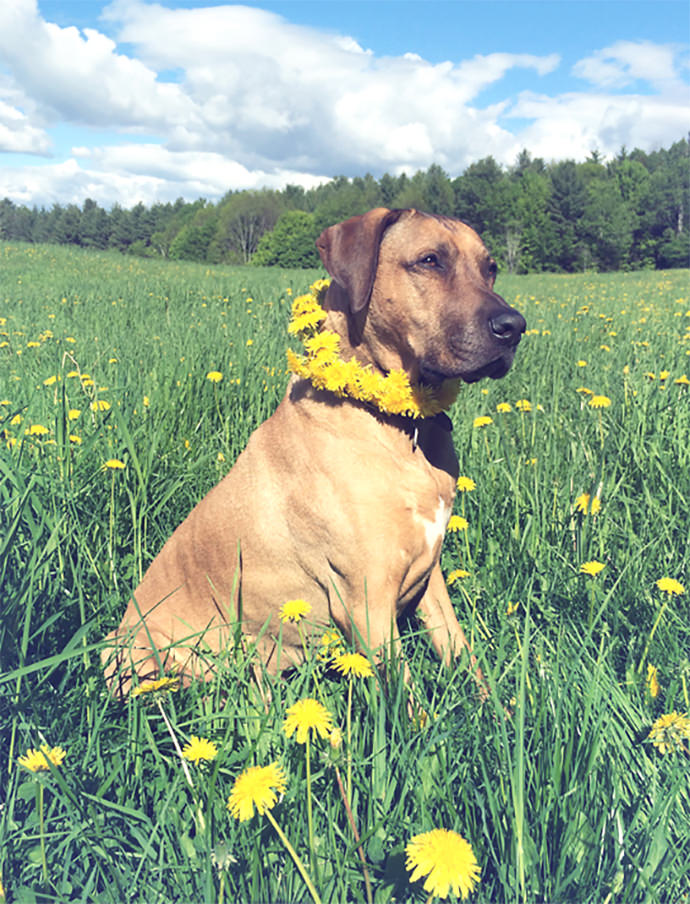 Dandelion Dog Necklace