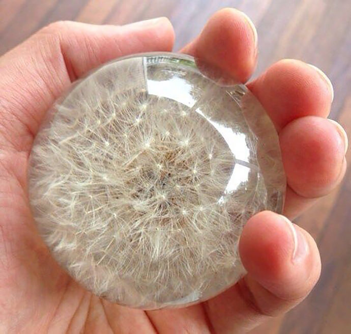 DIY dandelion paperweight