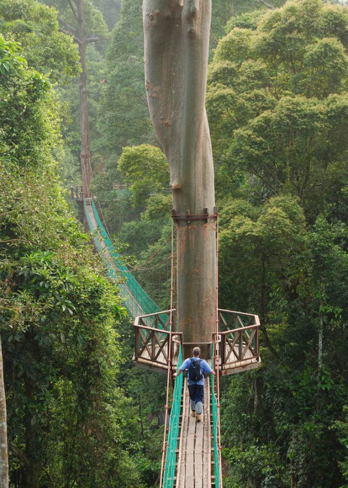 Summer Bucket List: Hike the Borneo Rainforest Canopy Walkway