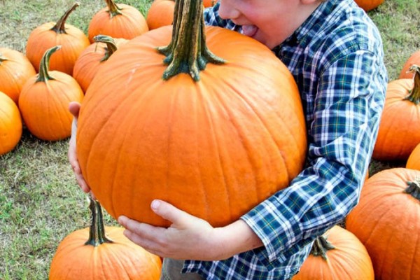 A five-year-old's guide to the perfect pumpkin patch trip