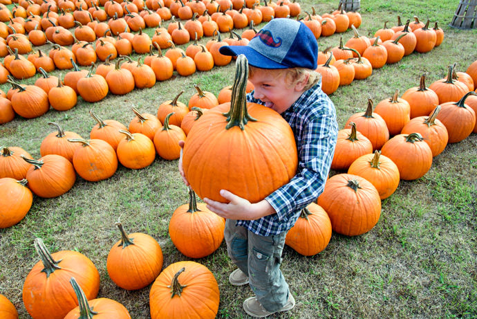 A five-year-old's guide to the perfect pumpkin patch trip