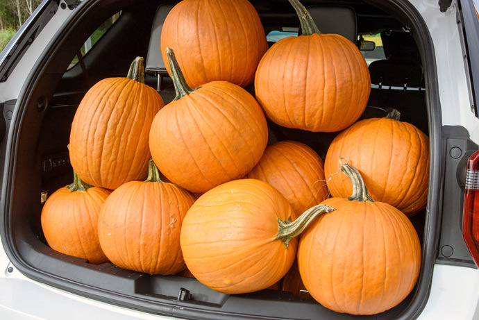 A five-year-old's guide to the perfect pumpkin patch trip