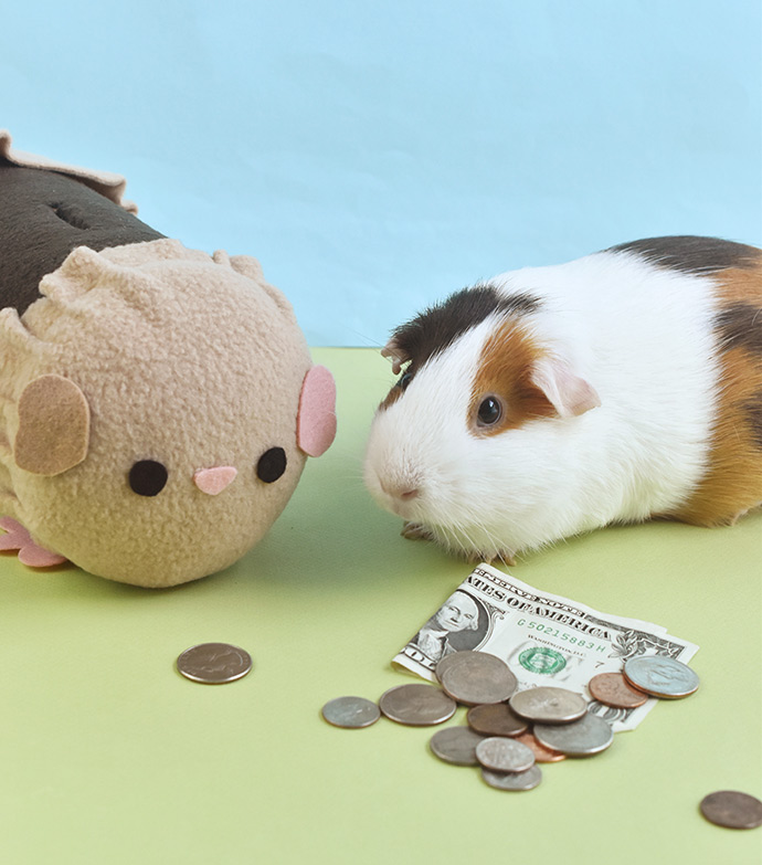 DIY Guinea Piggy Bank